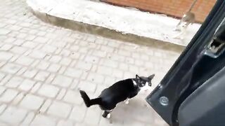 Two cute cats came up to me, asking for food with soft meows.