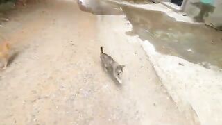All the cats in the neighborhood gathered for a delicious meal.