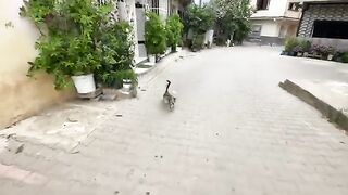 Three cute stray cats gather for a delicious meal.