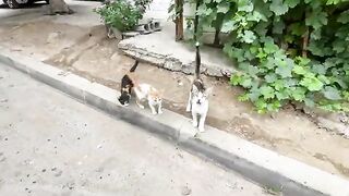 The mother cat is asking for food for her kittens, and we have administered eye drops to them.