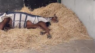 Lilac Farm Equestrian