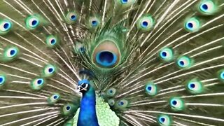 The Stunning Beauty of a Peacock | Nature’s Most Beautiful Bird