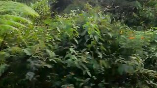 My nature