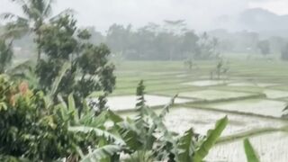 Sawah hijau
