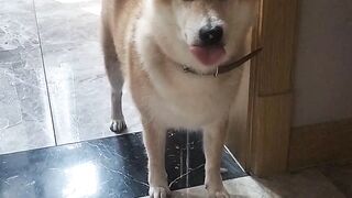 His Reaction When He Sees Yogurt Is Priceless
