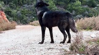 Wolfs of cigo