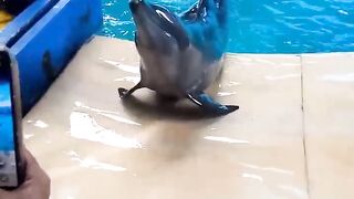 Animal smart