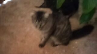 Kat gato