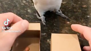 Box selection parrot 🦜
