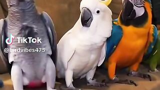 Funny comedy parrot 🦜🐦
