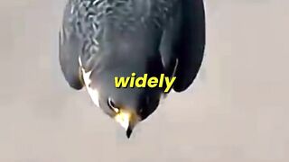 Do You Know Who The King of Speed In The Sky Is?