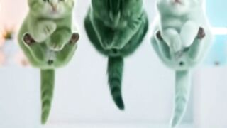 Cute kitties dance 😍 2