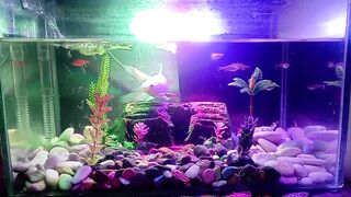 Aquarium little