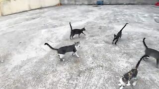 Food and love will serve as a pledge of trust with every stray cat.