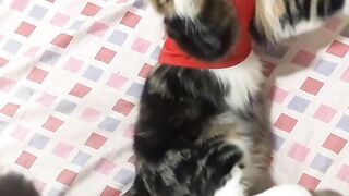 The little cat