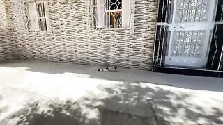 "Mama" the cat is very sweet, but her kitten is very shy and doesn't want to come near us.