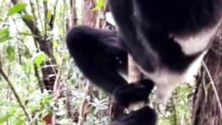 In The Rainforest, Need To Find The Right Way To Survive #wildlife #animals