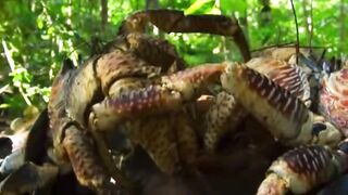 Yellow Crazy Ants Kill Red Crab