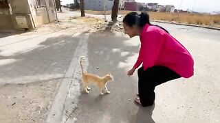 Offering love and food to sweet stray cats.