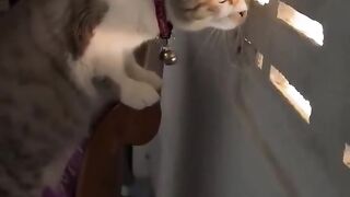 Kucing nakal 2