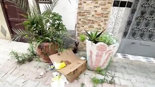 We provided food for the mother cat and some eye drops for her cute kittens.