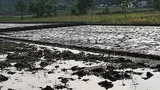 looking for vegetables in the rice fields