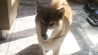 My Shiba Sits Instantly When I Say Yogurt!