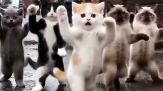 Funny Animals Dancing Like Crazy Animals Got the Dance Moves  When Animals Start Dancing