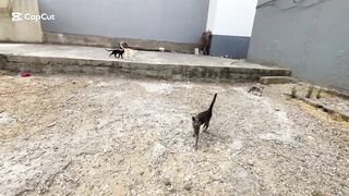 All the stray cats in this neighborhood follow the food box to get their share.