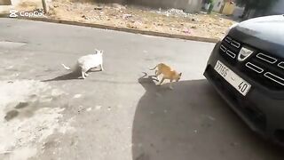 Cute stray cats affectionately asking for food.