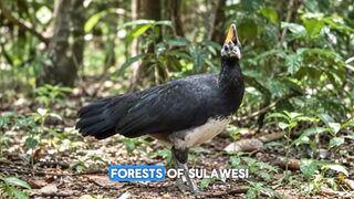The Maleo: Indonesia’s Extraordinary Forest Bird