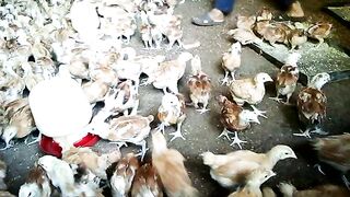 Animal shelter
