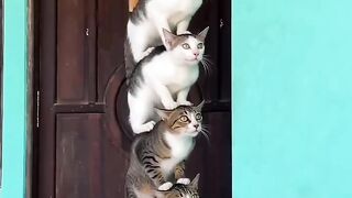 Cats Ring the Doorbell Just to Prank the Homeowner