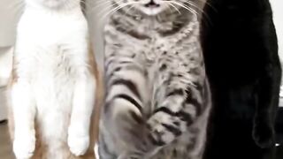 Funny Animals That Will Make You Laugh 😂 Cute Animals Being Absolutely Hilarious! 🐾