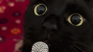 Black cat 10