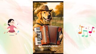 Cachorro tocando forró pé de serra O forró chegou e o cachorro é o sanfoneiro!