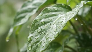 Peaceful Rain on a Green Porch | Relaxing Rain Sounds ASMR