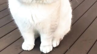 kucing lucu 19