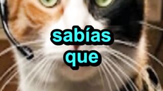 La Genética Espía de los Gatos Calicó