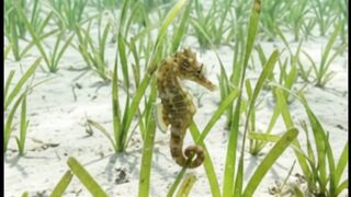 WAIT… WATCH WHERE THIS TINY SEAHORSE DISAPPEARS!