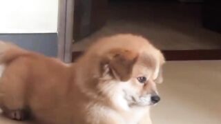 Wait Until the End! This Funny Dog Will Make Your Day 🐶