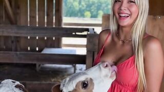 Sapi menyusu ke wanita cantik