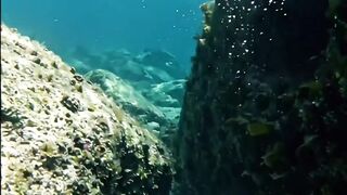 A Giant Fish Appeared… Then Something MUCH Bigger Moved 😳🌊