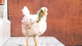 A a a  ayaam