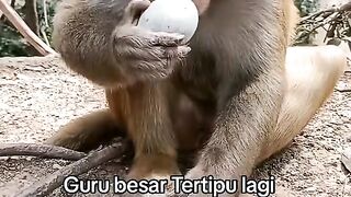 Wkwkw guru besar tertipu lagi🤣🤣