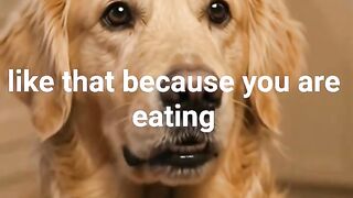 Dog and the chicken