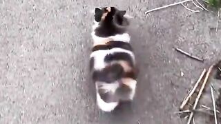 Cattt 2