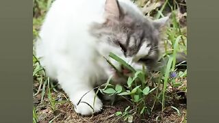 Cat yang sangat lucu
