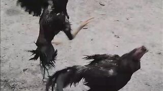 Siamese cockfight
