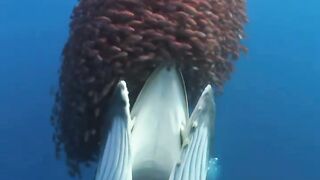 Humpback Whale Swallows Thousands of Fish in an Epic Underwater Hunt 🐋🐟